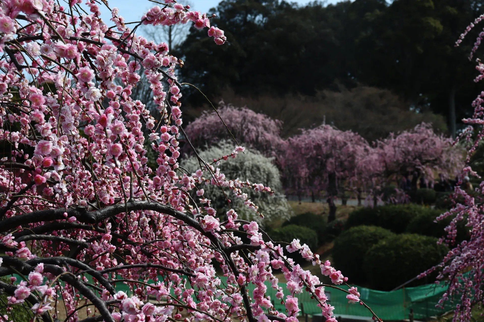 春ですね【北九州市小倉北区】